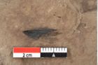 Foto (Detailansicht) von Pinus palaeostrobus Ettingshausen (NHMW-GEO-2024-0188-0205)